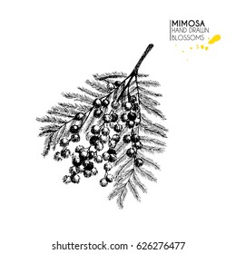 Vector hand drawn mimosa twig. Isolated on white background. Engraved vintage botanical illustration. Use for wedding, birthday, party decoration, greeting cards, shop or brand promotion. 