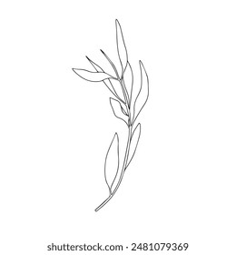 Vector hand drawn minimalist botanical art. Leaves outline drawing. Simple leaves line art