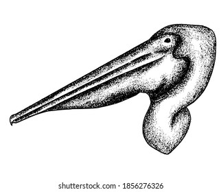 Vector hand drawn minimalistic illustration of pelican. Creative artwork. Template for card, poster, banner, print for t-shirt, pin, badge, patch.