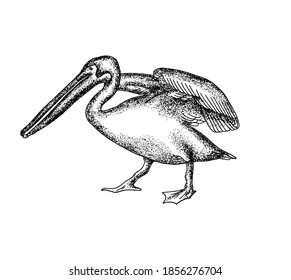 Vector hand drawn minimalistic illustration of pelican. Creative artwork. Template for card, poster, banner, print for t-shirt, pin, badge, patch.