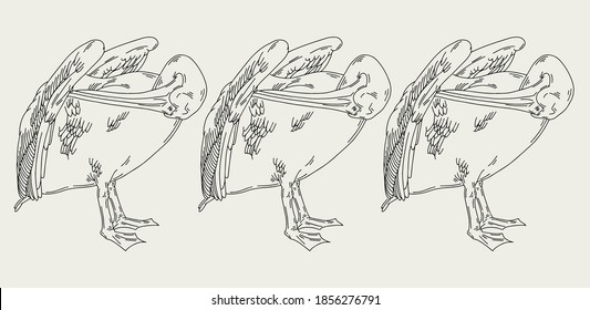 Vector hand drawn minimalistic illustration of pelican. Creative artwork. Template for card, poster, banner, print for t-shirt, pin, badge, patch.