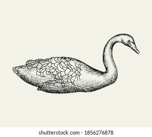 Vector hand drawn minimalistic illustration of swan. Creative artwork. Template for card, poster, banner, print for t-shirt, pin, badge, patch.