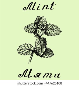 Vector hand drawn mint illustration. Botanical drawing. Pencil drawing. Inscriptions in English and Russian languages.