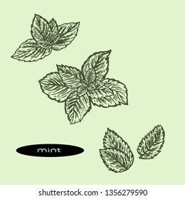 Vector hand drawn of mint leaves.