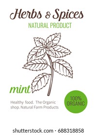 Vector hand drawn mint. Sketch illustration. Herbs and spices banner.