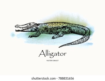 Vector hand drawn monochrome alligator . Pen style vector object. Vector pen style sketch.