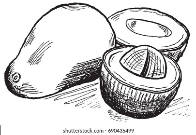 Vector hand drawn monochrome artichokes