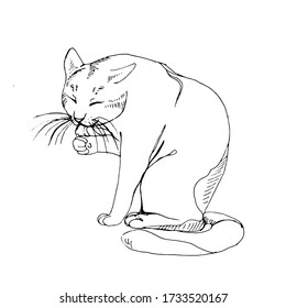 Vector hand drawn monochrome illustration with a cat washing its paw. Animalistic image.