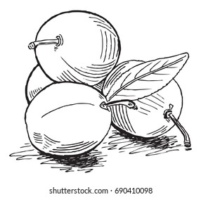 Vector hand drawn monochrome plums