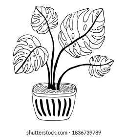 Vector hand drawn monstera botanical illustration. Black outline indoor plant with large leaves in modern pot isolated on white background.