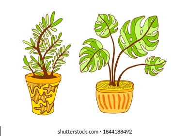 Vector hand drawn monstera and succulent botanical illustration. Green indoor plant with large leaves in modern terracotta pot isolated on white background.