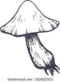 Vector hand drawn mushroom bolete, boletus. Graphic illustration.