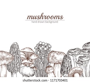 Vector hand drawn mushrooms background with place for text illustration. Mushroom food drawing.