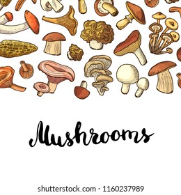 Vector hand drawn mushrooms banner poster background with place for text illustration