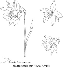 Narcisos dibujados a mano del vector negro y blanco aislados en fondo blanco