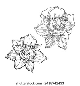 Vector hand drawn narcissus flower. Spring flowers Daffodil isolated on a white background as a blank for designers