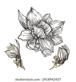 Vector hand drawn narcissus flower. Spring flowers Daffodil isolated on a white background as a blank for designers