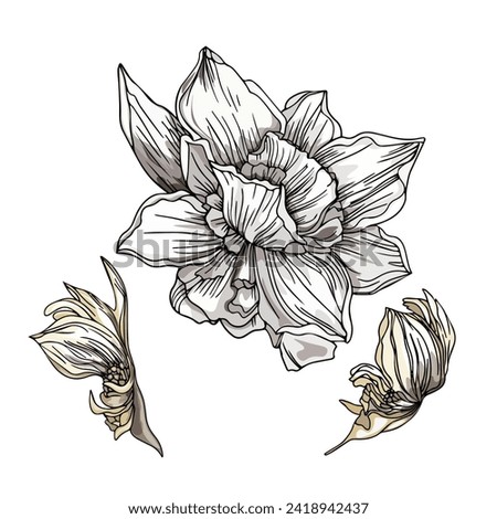 Vector hand drawn narcissus flower. Spring flowers Daffodil isolated on a white background as a blank for designers