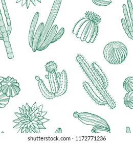 Vector hand drawn nature wild cacti plants pattern or background illustration