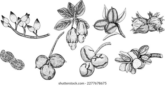 Handgezogene Nüsse. Gravieren von Illustrationen mit verschiedenen Nonnen. Walnuss, Macadamia, Cashea, Haselnuss, Erdnuss, Pistazien, Mandeln, Pekan
