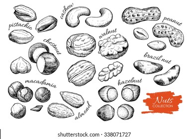 Vector hand drawn nuts set. Engraved collection.