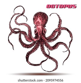 Vector hand drawn octopus color  illustration in the style of vintage etching graphic illustrations.
