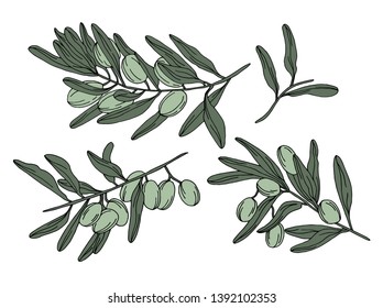 Vector hand drawn olive branch colorful sketch isolated on white background. Great for poster, banner, pattern of frame design. Vector