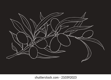 Vector hand drawn olive branch with olives white contour on dark background 