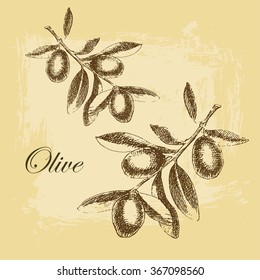 vector hand drawn olive branch in vintage woodcut style