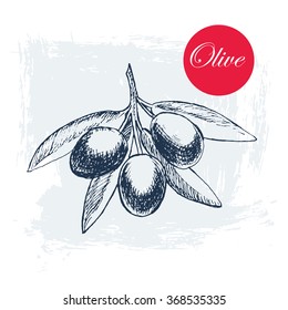 vector hand drawn olive branch. detailed sketch illustration