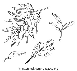 Vector hand drawn olive tree branches. Black and white engraved ink art. Isolated olive tree in vector for texture, patterns, frame or border. - Vector