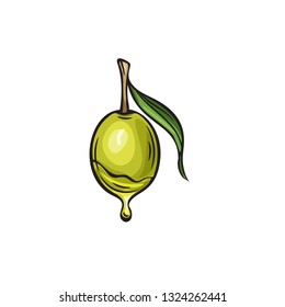 Vector hand drawn olives icon badge in the old ink sketch style for brochures, banner, restaurant menu and market.