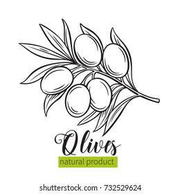 Vector hand drawn olives icon badge in the old ink sketch style for brochures, banner, restaurant menu and market