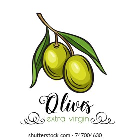 Vector hand drawn olives icon badge in the old ink sketch style for brochures, banner, restaurant menu and market.