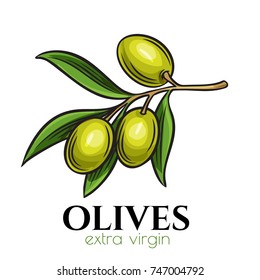 Vector hand drawn olives icon badge in the old ink sketch style for brochures, banner, restaurant menu and market.