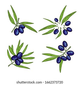 Vector hand drawn olives set. Olive tree brunch, green leaves and dark purple fruits on white. Modern botanical vegetable background for design. 