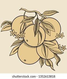 Vector hand drawn orange blossom plant in black outline . Black stroke orange branch .Vector detailed citrus Illustration isolated on background. Detailed vector sketch oranges fruit