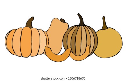 Vector hand drawn orange pumpkins set. Sketch of garden vegetable of different sizes. Doodle illustration of seasonal autumn crop harvesting. Isolated image