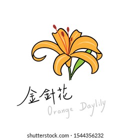 Vector Hand Drawn Orange Daylily，icon，flat style. Orange Daylily words written in Chinese characters