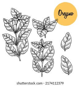 Vector hand drawn oregano illustration. Vintage spice sketch. Botanical drawing