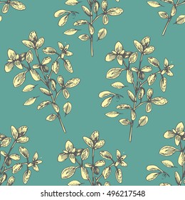 Vector hand drawn oregano illustration. Vintage oregano flower sketch. Botanical drawing