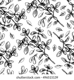 Vector hand drawn oregano illustration. Vintage oregano flower sketch. Botanical drawing