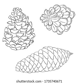 Ilustración del contorno dibujada a mano del vector del conjunto de pino o cono de abeto aislado sobre fondo blanco. Año Nuevo y decoración navideña en línea de estilo artístico. Elemento de diseño del libro de coloreado. Objeto botánico forestal