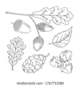 Vector hand drawn outline illustration of pine cone, acorn oak and hazelnut, isolated on white background. Graphic design of decorative elements for cards, invitations, coloring book