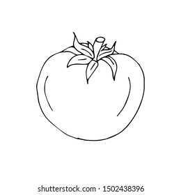 Vector hand drawn outline tomato isolated on white background