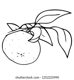Vector hand drawn outlined mandarin. Contour sketch isolated on white background. Citrus design elements. Can be used for cards, invitations, gift wrap, print, scrap, menu, kitchen.