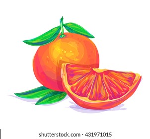 Vector hand drawn painting fruit. Grapefruit on white background. This is illustration ideal for a mascot and T-shirt graphic. Stock illustration