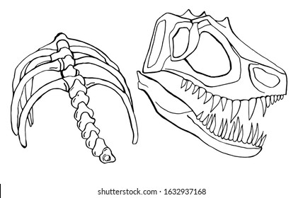 vector hand drawn paleontological set isolated on white background. Elements of dinosaur sceleton, bones, spine, skull.