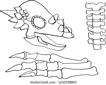 Vector hand drawn paleontological set isolated on white background. Elements of dinosaur sceleton, bones, spine, skull.