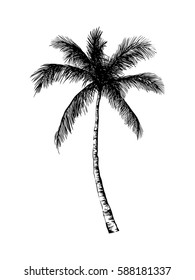 Vector hand drawn palm. Tropical summer engraved style illustration. Perfect for invitations, greeting cards, posters.